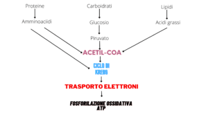 Ciclo dell’acido citrico - respirazione mitocondriale Schema del ciclo di Krebs, che mostra le principali tappe della respirazione cellulare aerobica