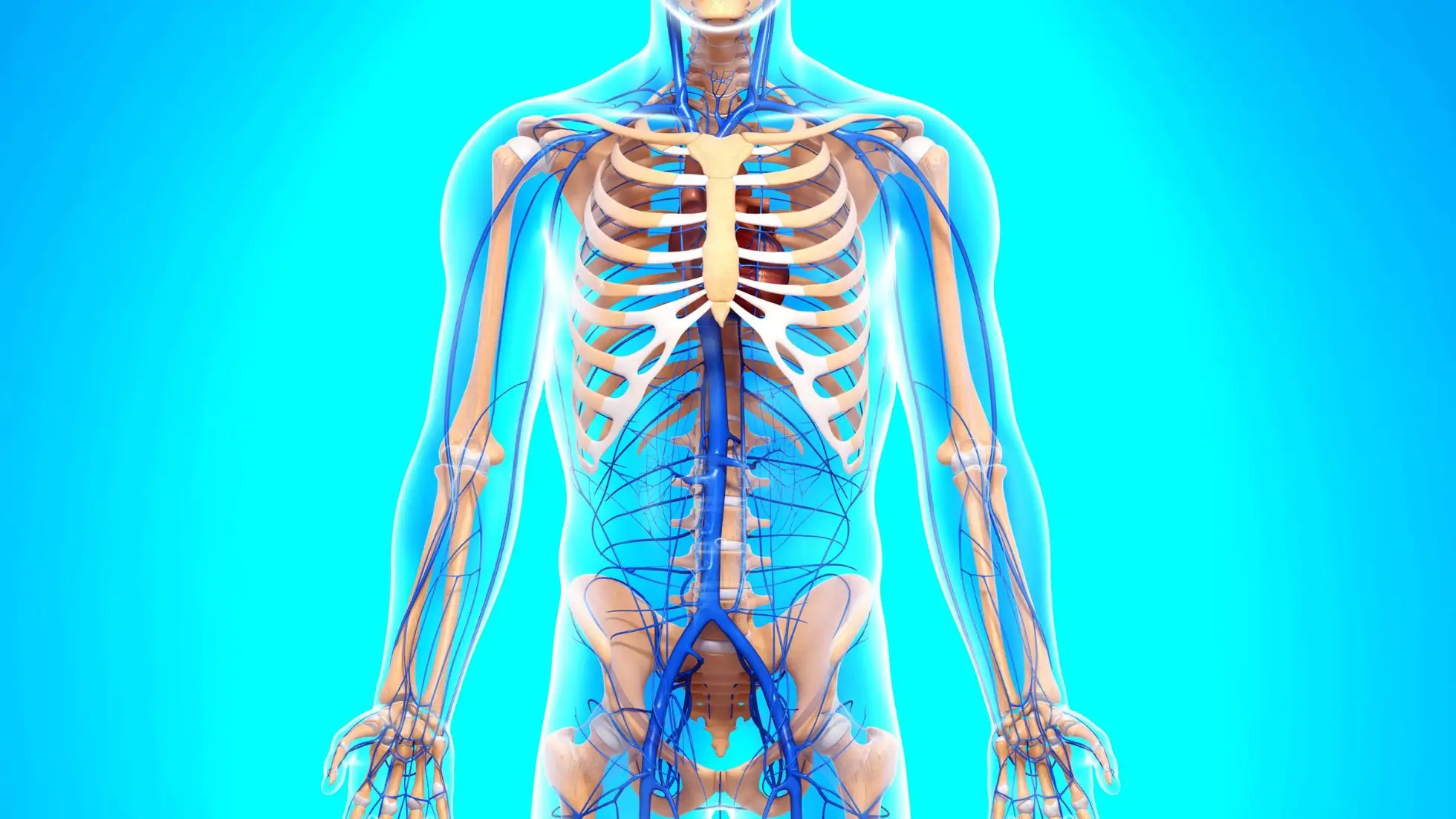 Effetti della vitamina K2 su ossa, cuore e metabolismo