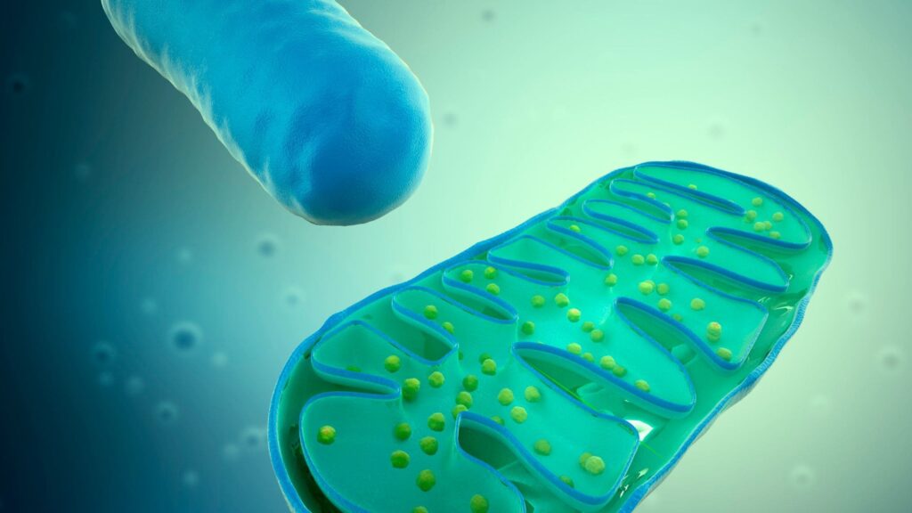 Due mitocondri nell'immagine. In uno si notano bene le creste delle membrane interne e la matrice