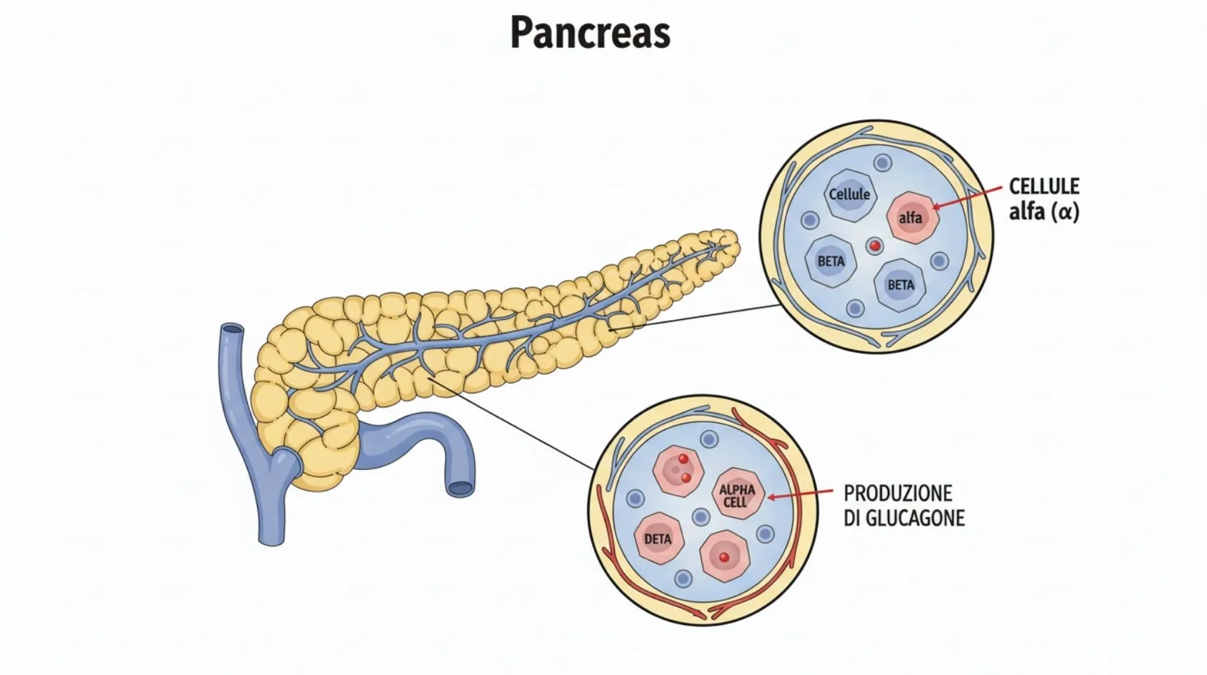 Illustrazione del pancreas con dettaglio delle cellule alfa che producono glucagone nelle isole di Langerhans, rappresentazione didattica del funzionamento ormonale