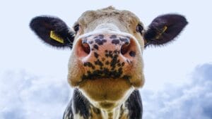 Primo piano di una mucca al pascolo, simbolo dell’origine del latte crudo e della qualità dell’allevamento
