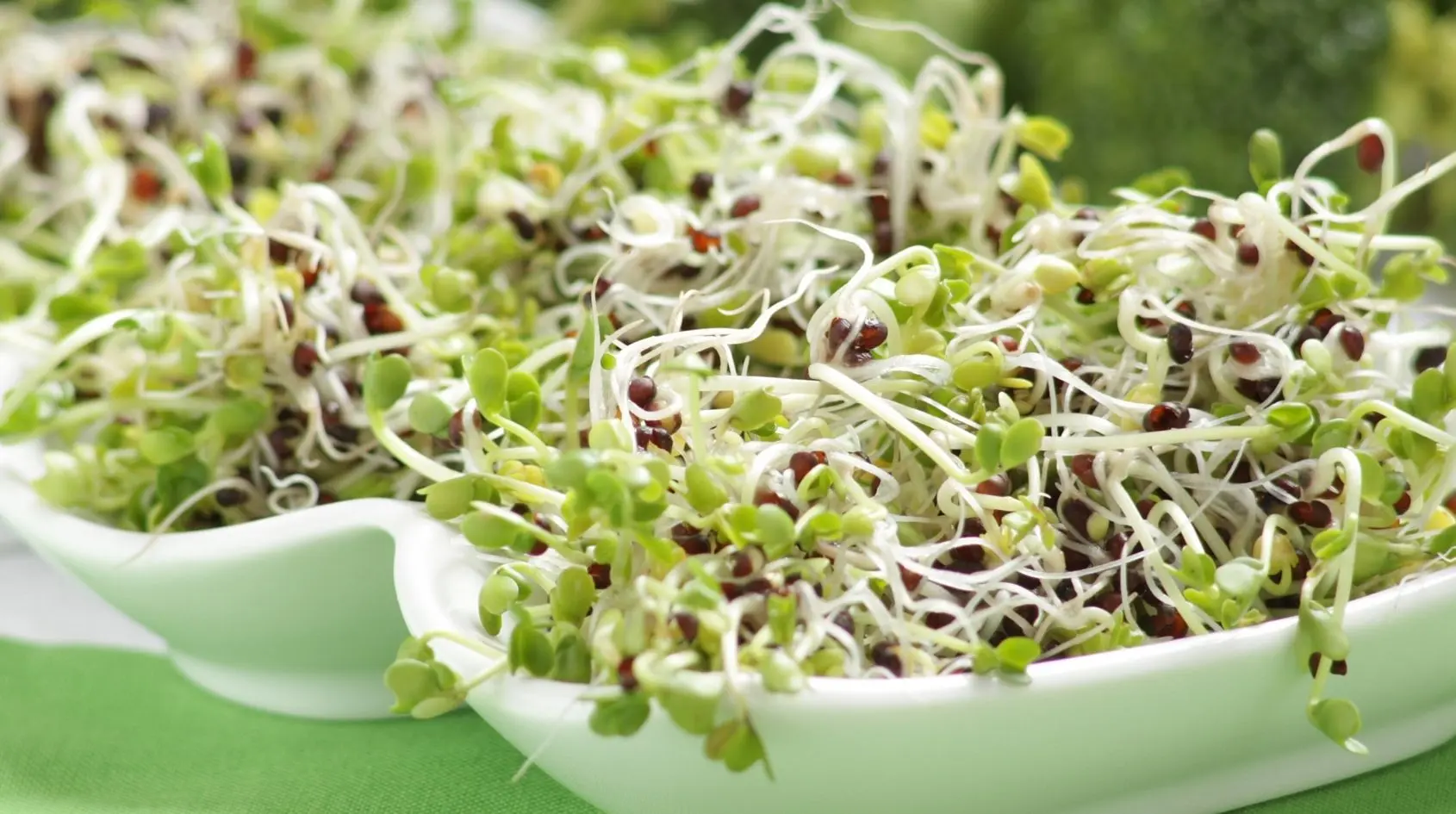 Germogli di broccoli freschi, la fonte naturale più concentrata di glucorafanina, precursore del sulforafano, un fitocomposto dello zolfo con azione antiossidante e antinfiammatoria.