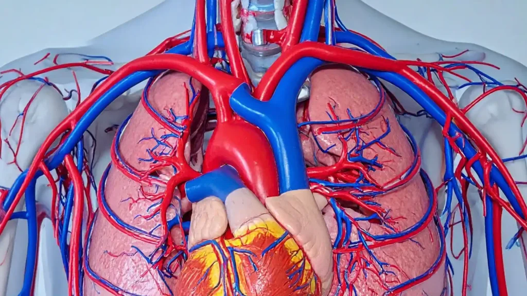 Illustrazione medica del cuore e delle arterie per rappresentare il ruolo della vitamina K2 nella salute cardiovascolare